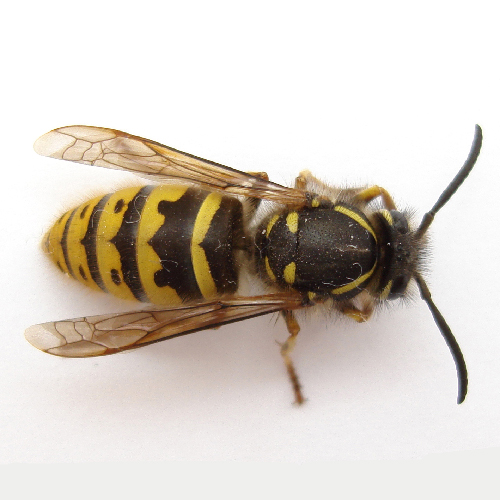 yellow jacket